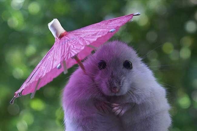 Крысенок под зонтиком