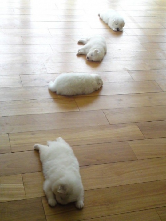 Щенки устали и заснули прямо на полу