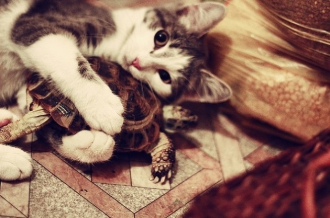 Котенок и черепаха