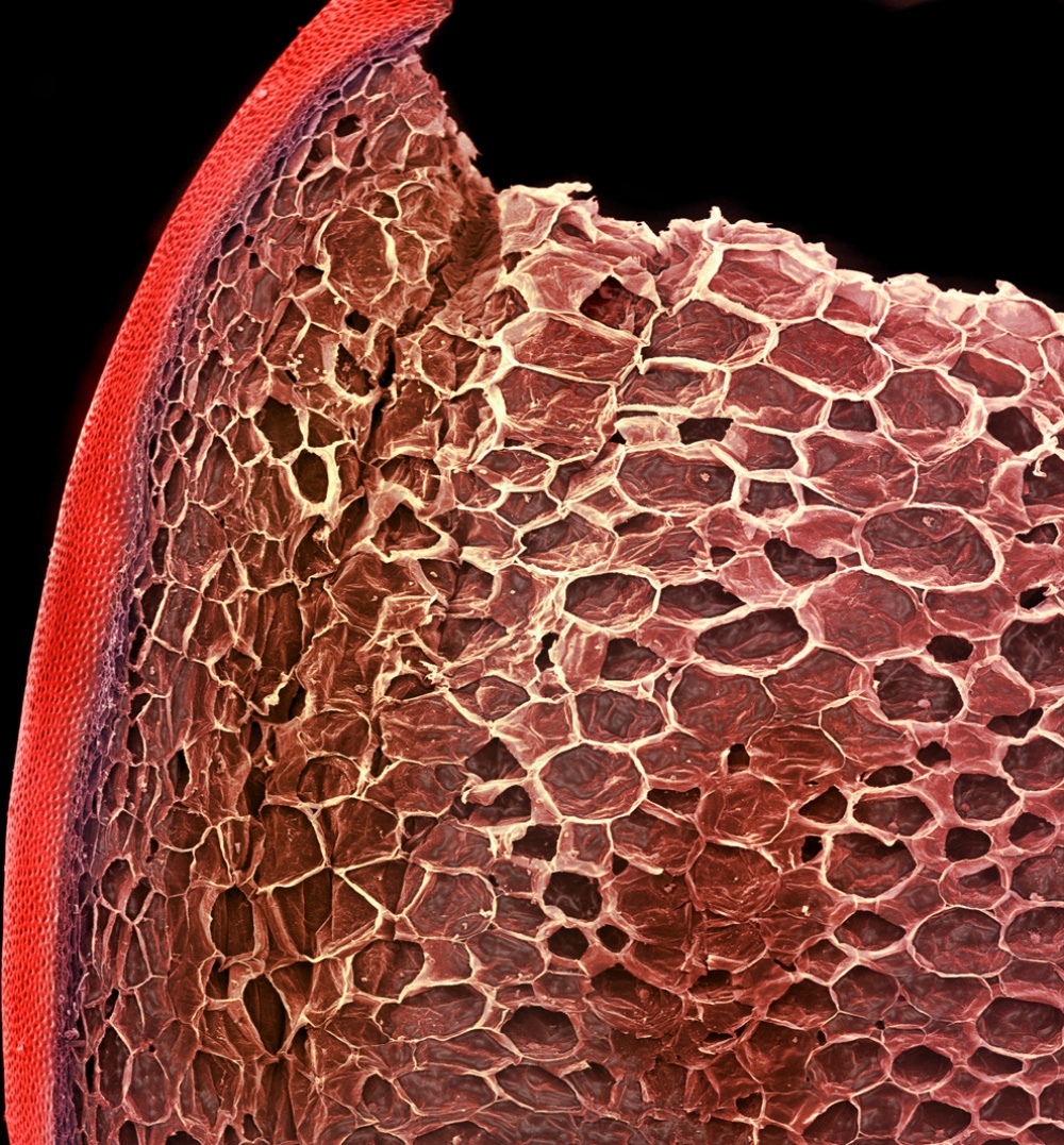 Клетка кожицы томата под микроскопом